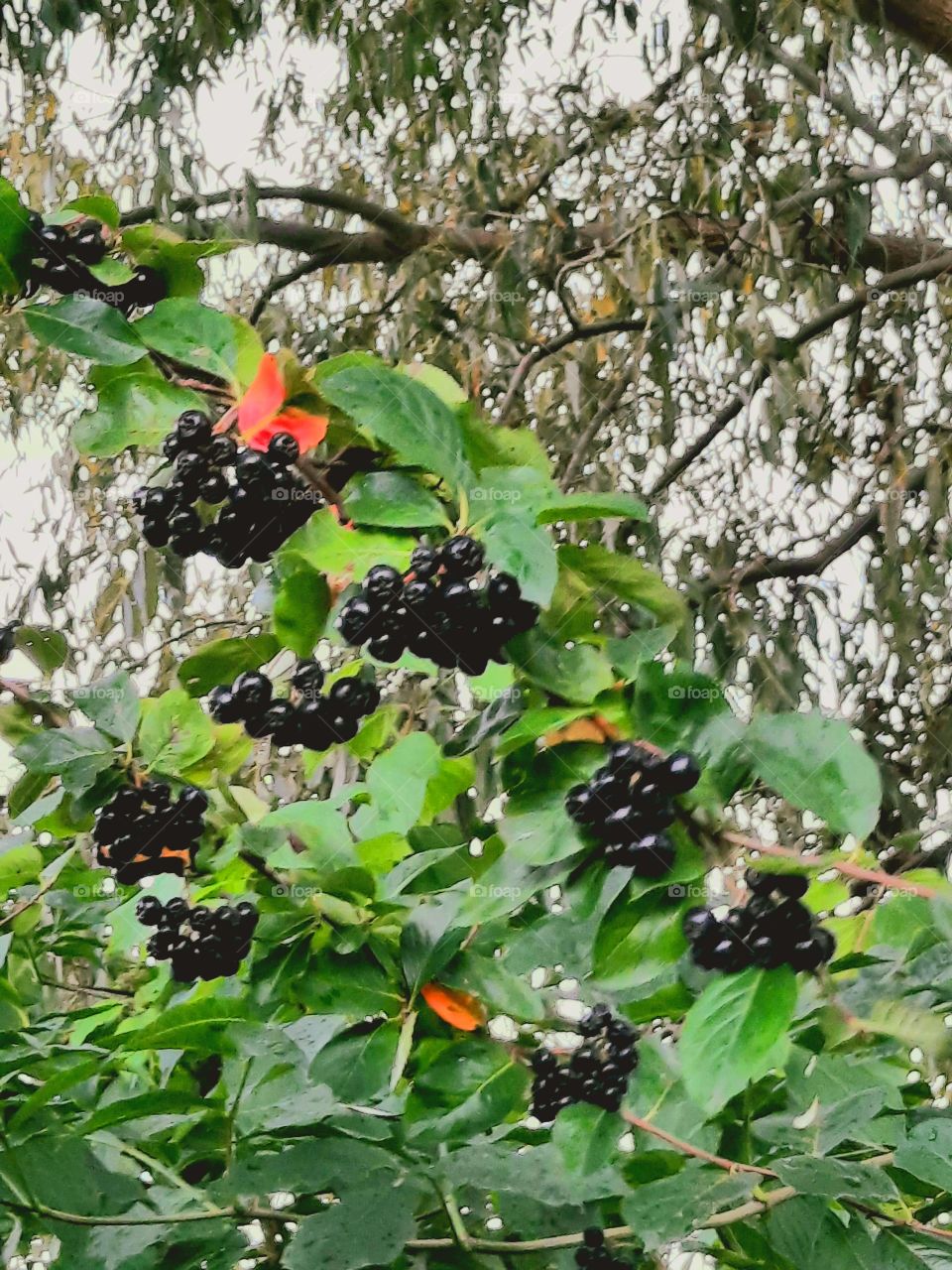 black berries and single red leaves of aronia