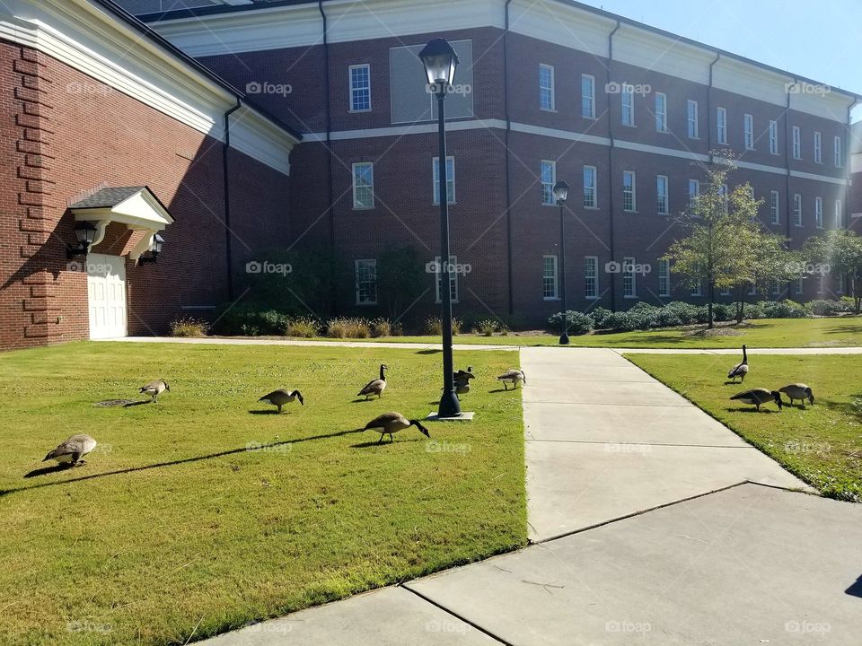 Geese on College Campus