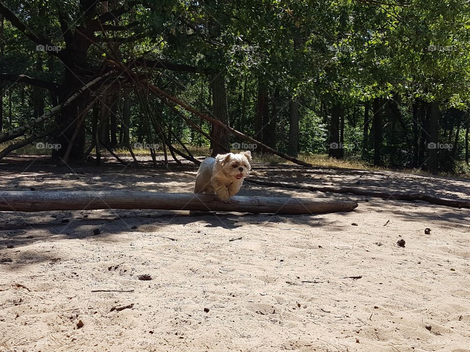 a young little shih tzu dog jumps over a tree trunk in the woods on a warm summer day. He has a lot of fun.