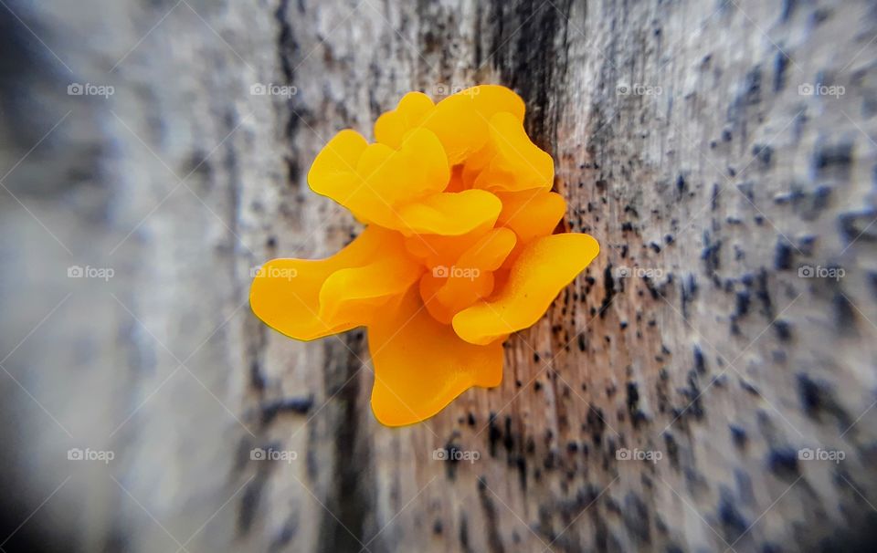 Jelly fungi. The irregularly shaped jelly fungi (such as the species of Tremella) have the basidia in the convoluted surfaces of the fruiting bodies. The basidia of the jelly fungi are septate along their long axes and have long, often weakly sinuous