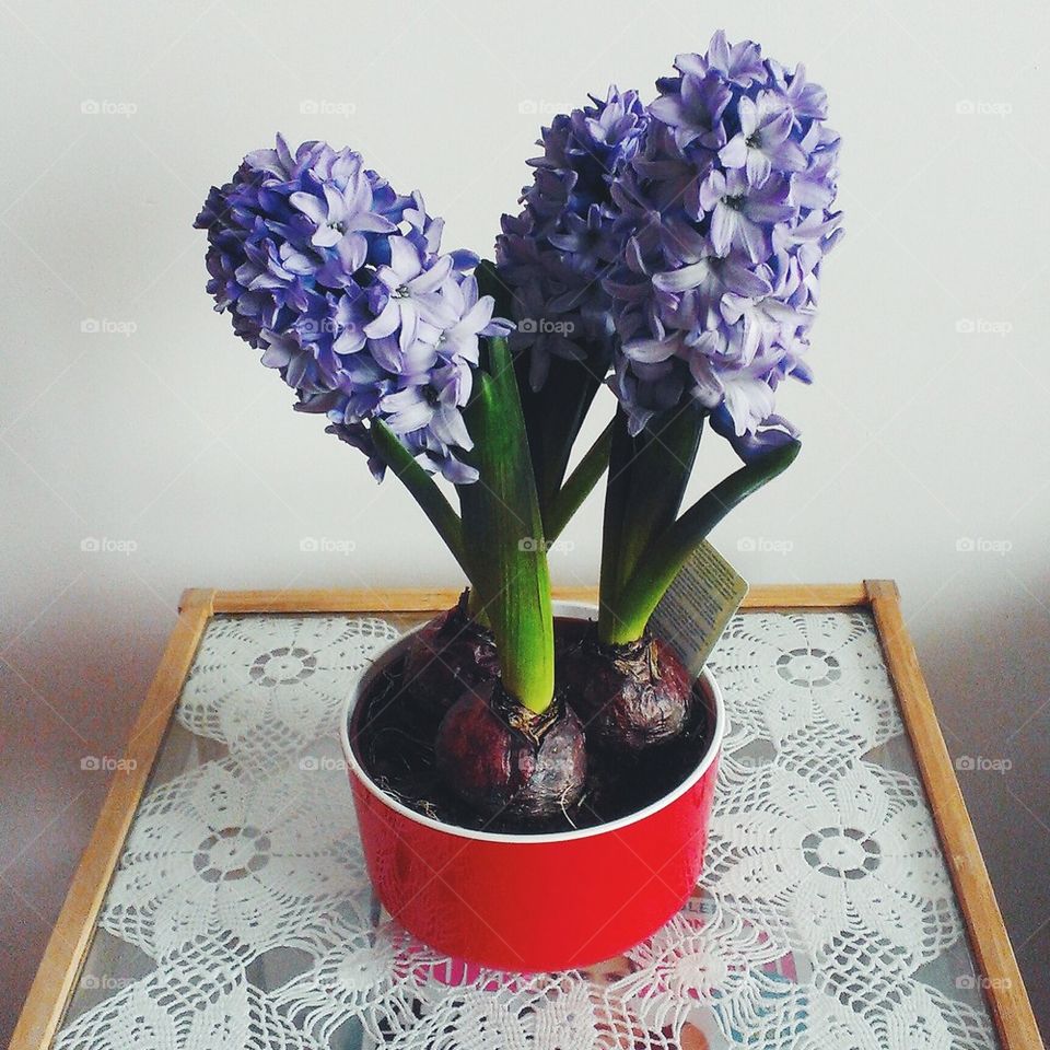 Hyacinth