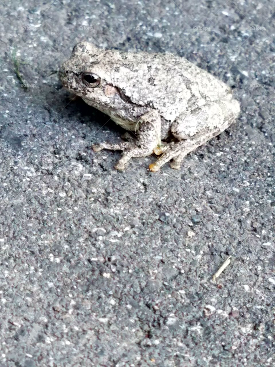 toad trying to camoflauge itself