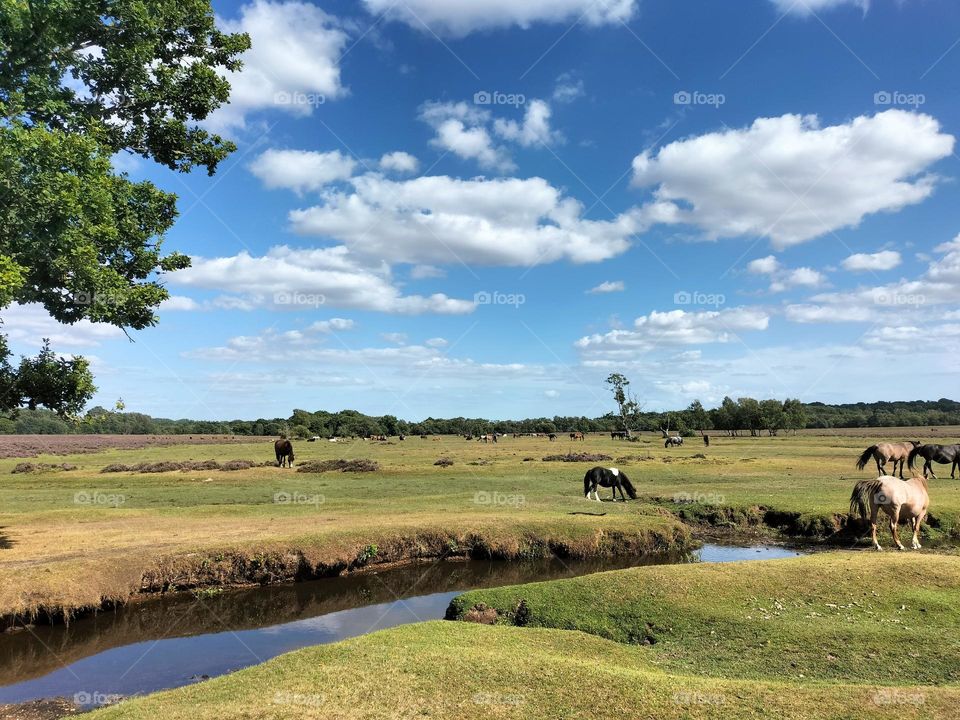 wild horses