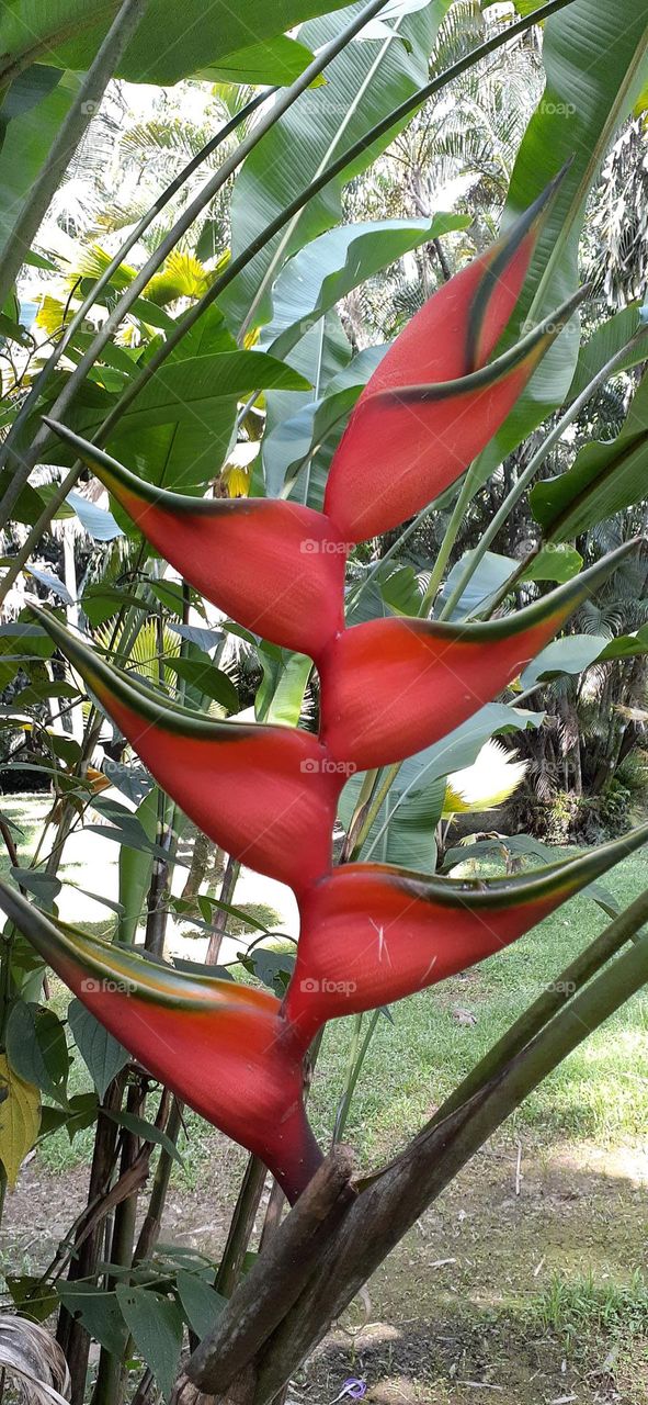 Jardim Botânico de Santos