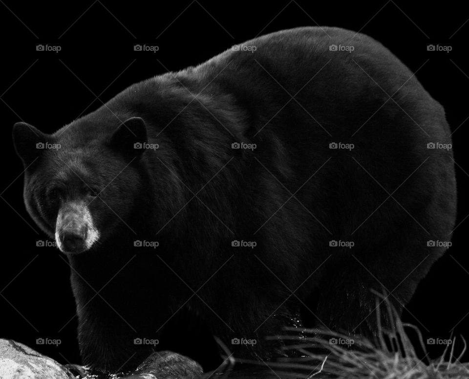 Brown Bear in Black and White