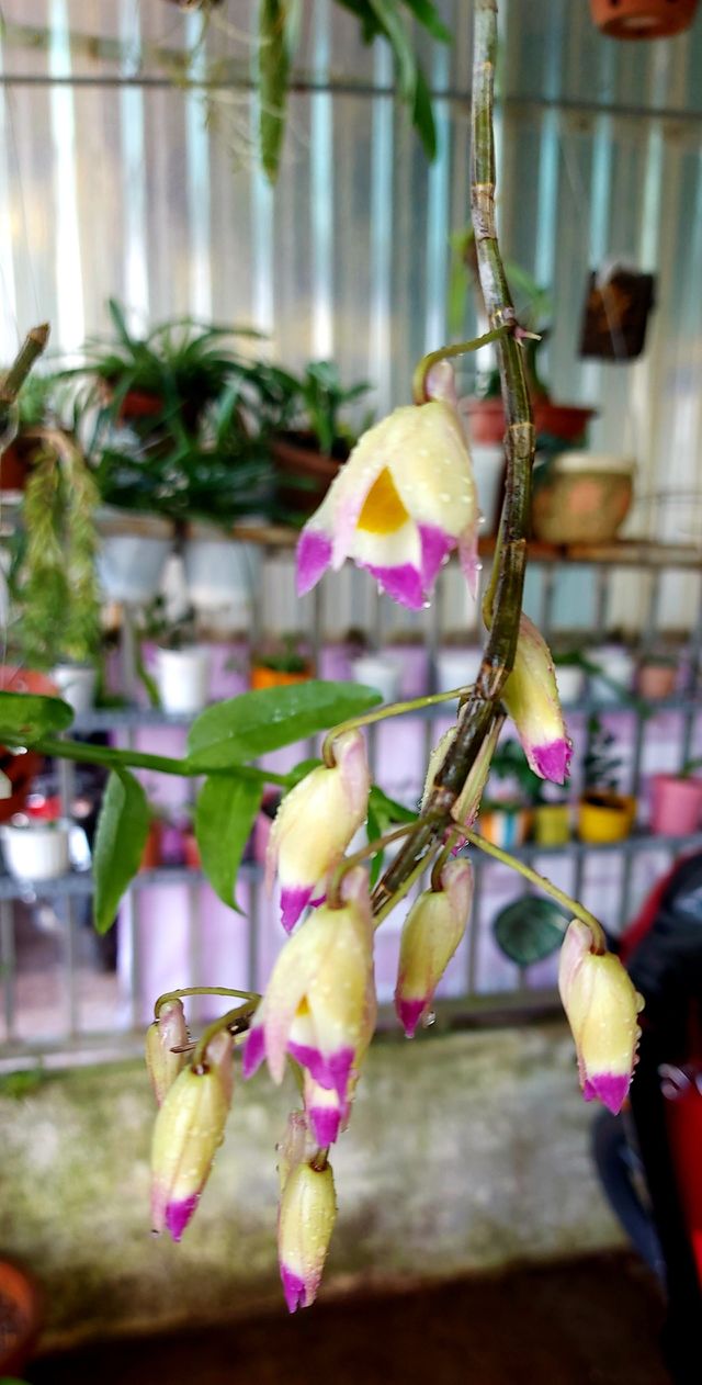 orchid
