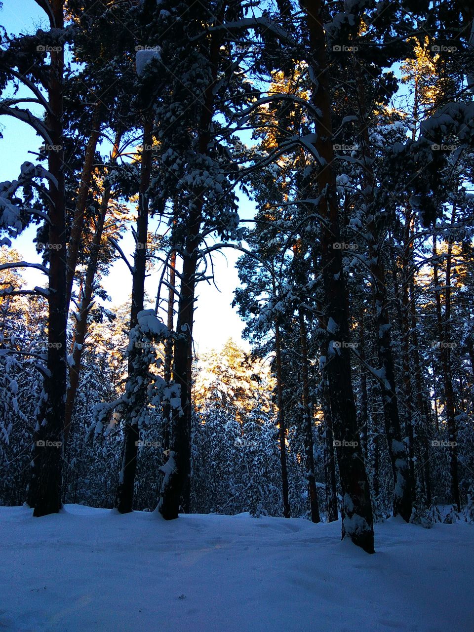 Winter in pine tree wood