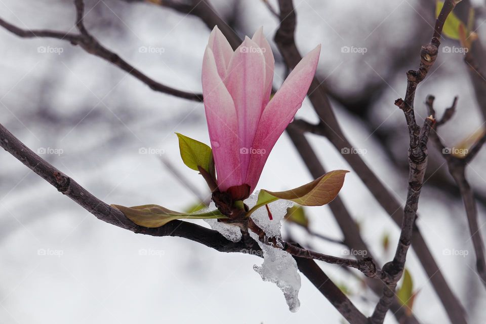 Magnolia tree flower after the snowing in spring