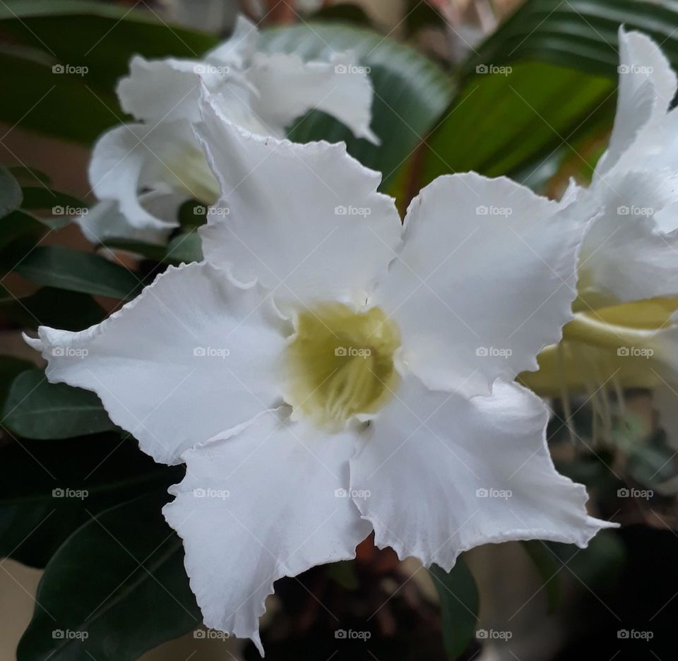 Adenium flowers, there are many types of Adenium flowers, but in general they are liked by many people because the stems grow quickly, similar to those of a bonsai and the colors of the flowers are beautiful and colorful.