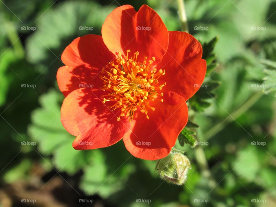 bright red spring flower, flowers bloom in the country house, in the vegetable garden, in the garden