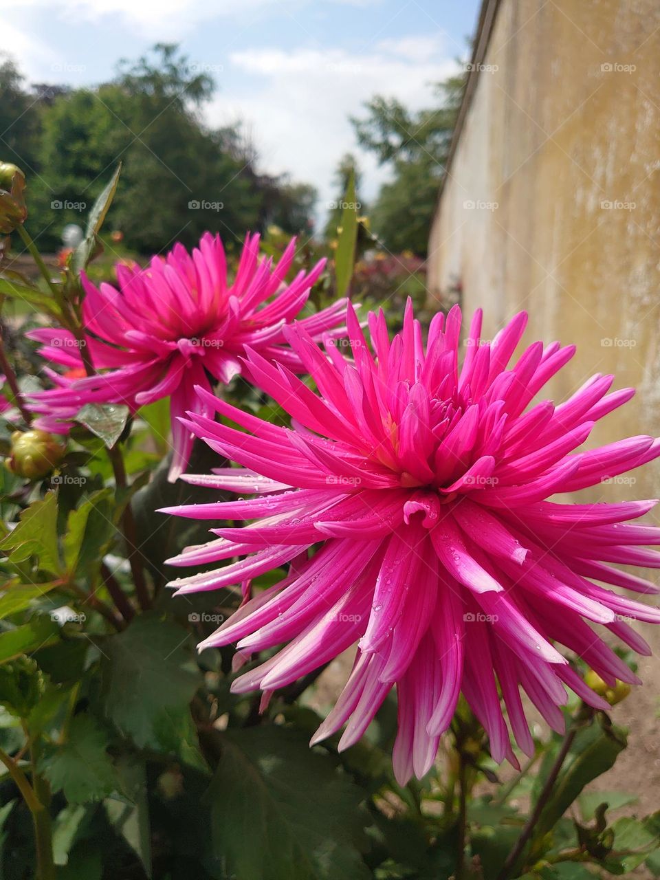 barbie pink flower