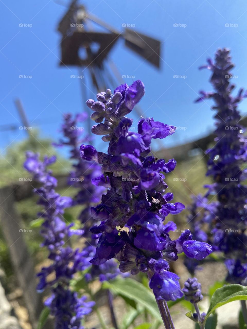 Purple flowers 