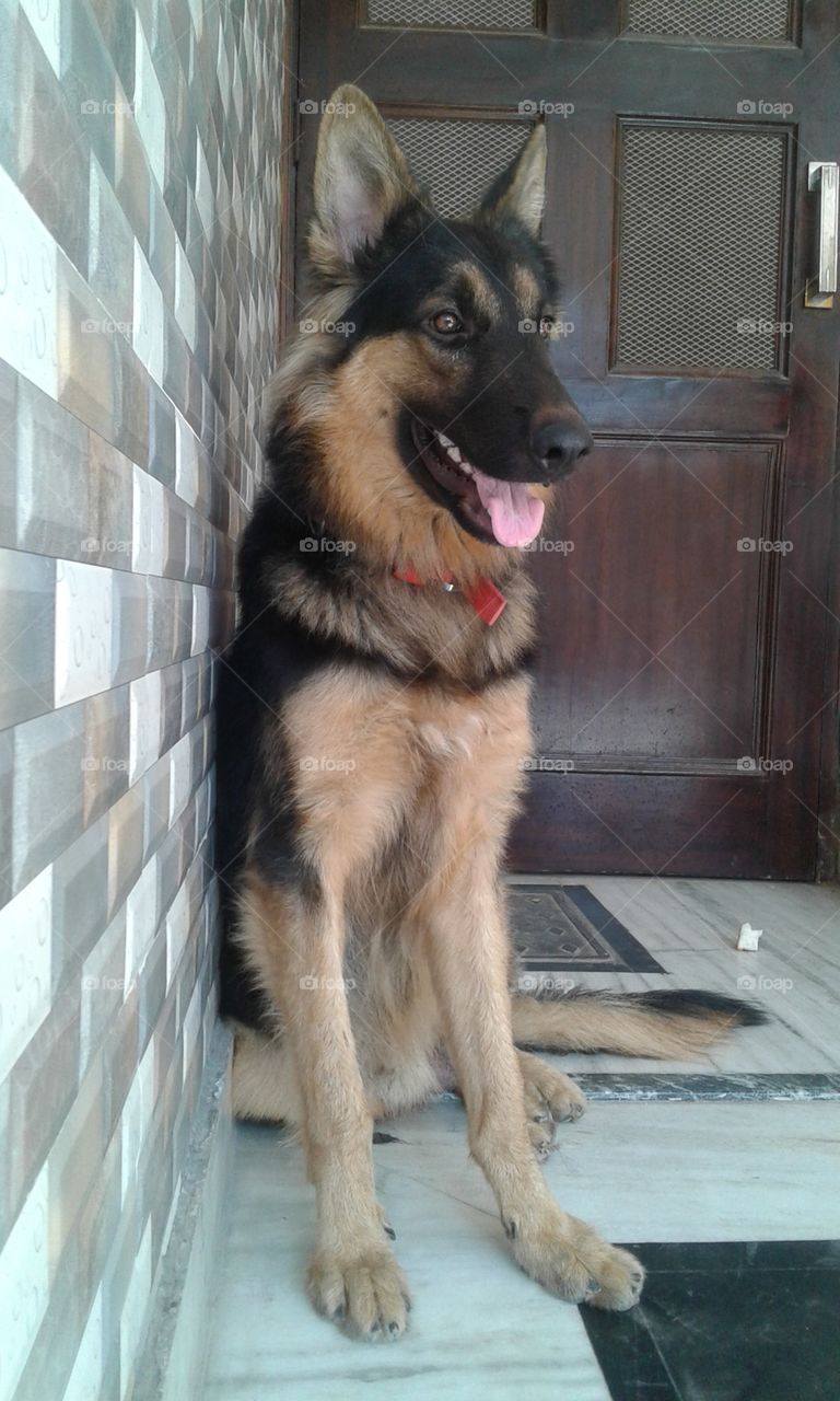 German Shepherd dog who loved me a lot, Also played a lot with me when he was healthy, fit and fine unfortunately he's not alive any more.ππΎβ¨