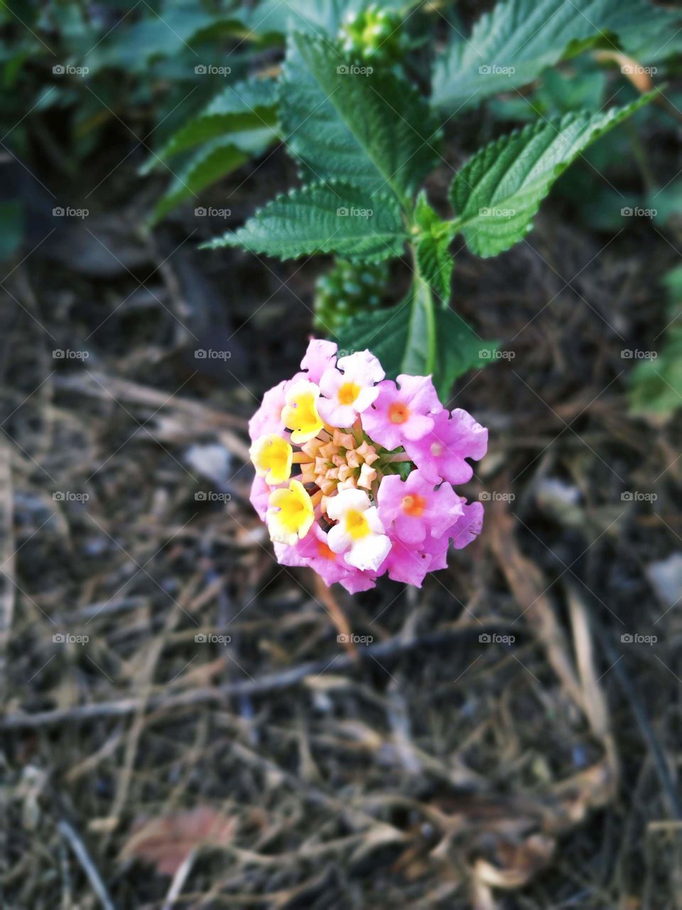 A portret of flower with violet and yellow blossom and green spiked leafs. With branches on the ground background