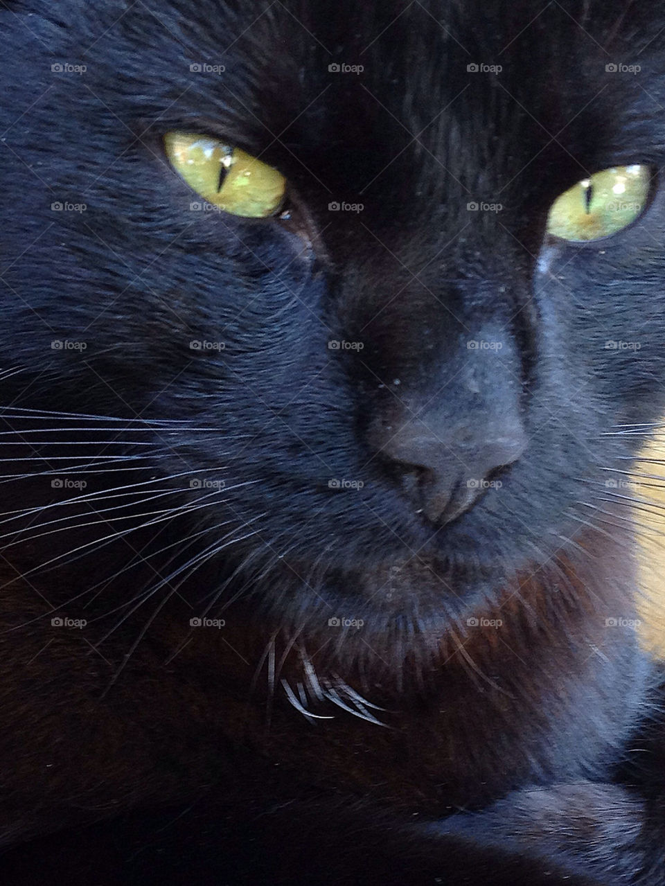 sweden black cat mammals by elluca
