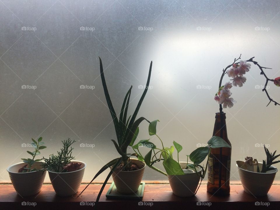 My plants 