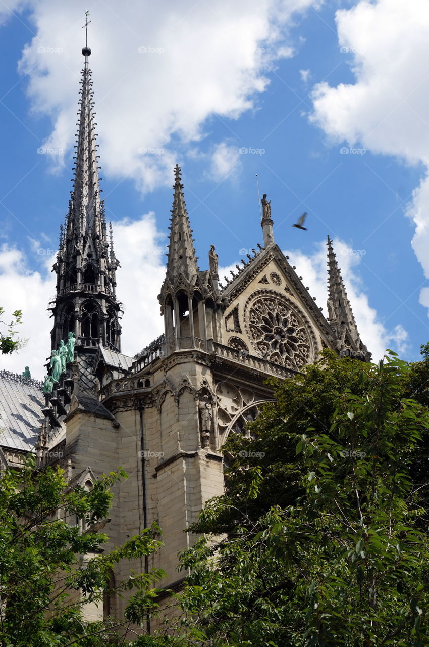 Pigeon above Notre Dame de Paris back side