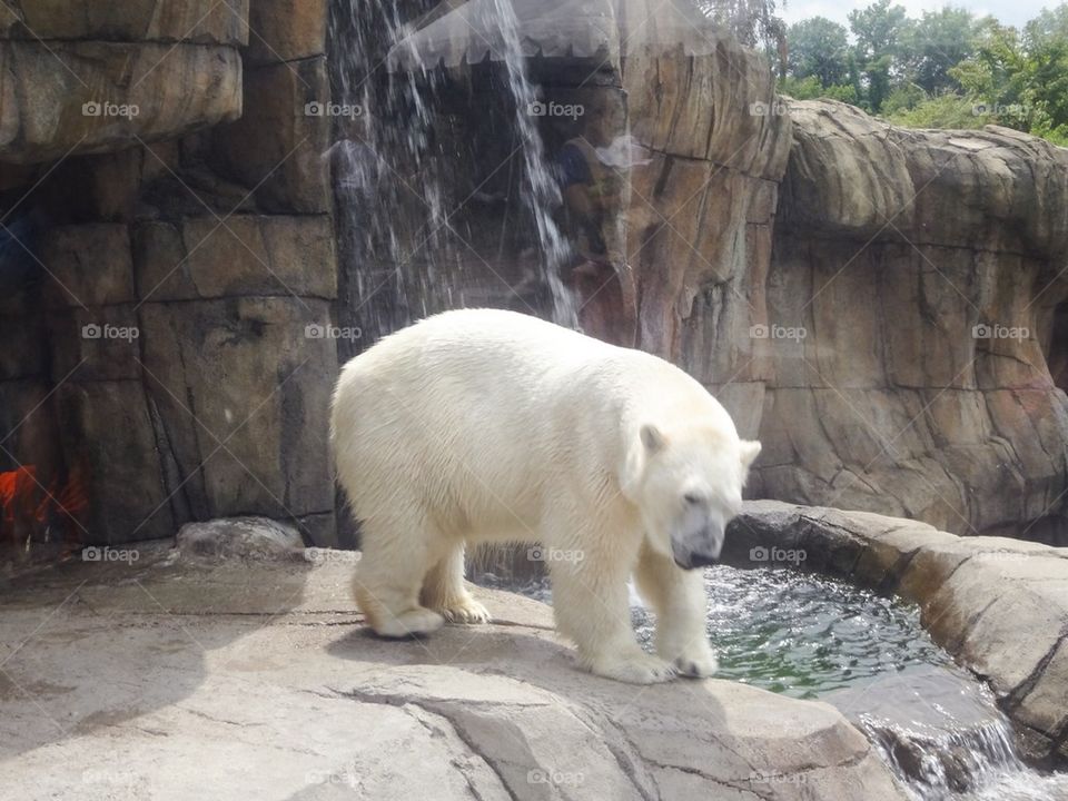 Polar bear dip