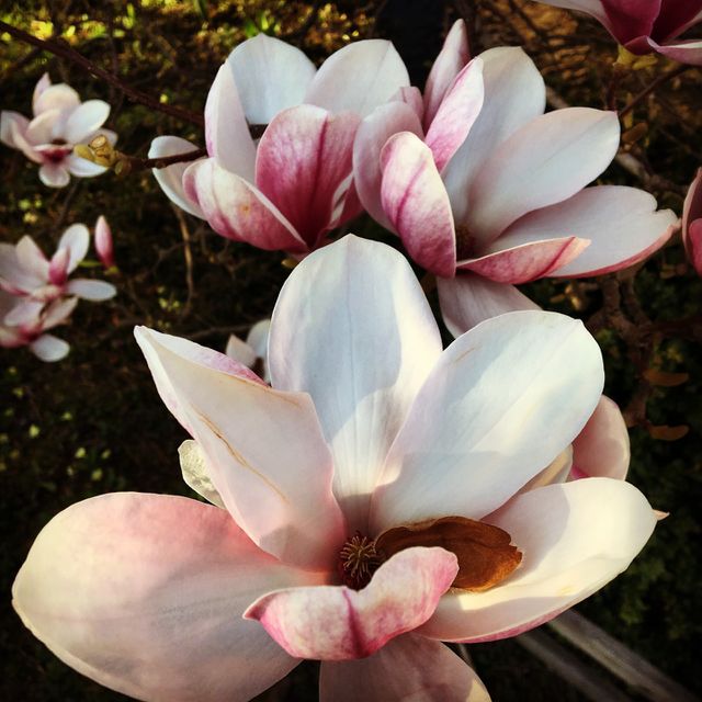Fleurs Rose
