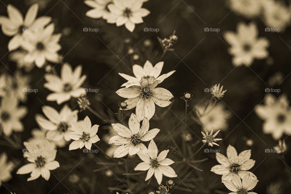 Black &white flower photo 