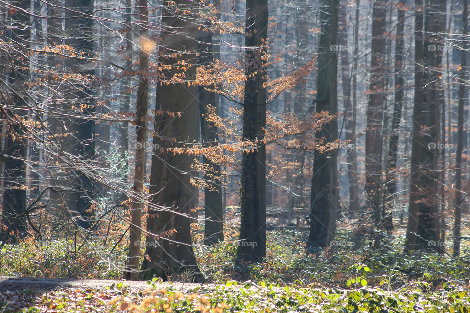 In the Forest