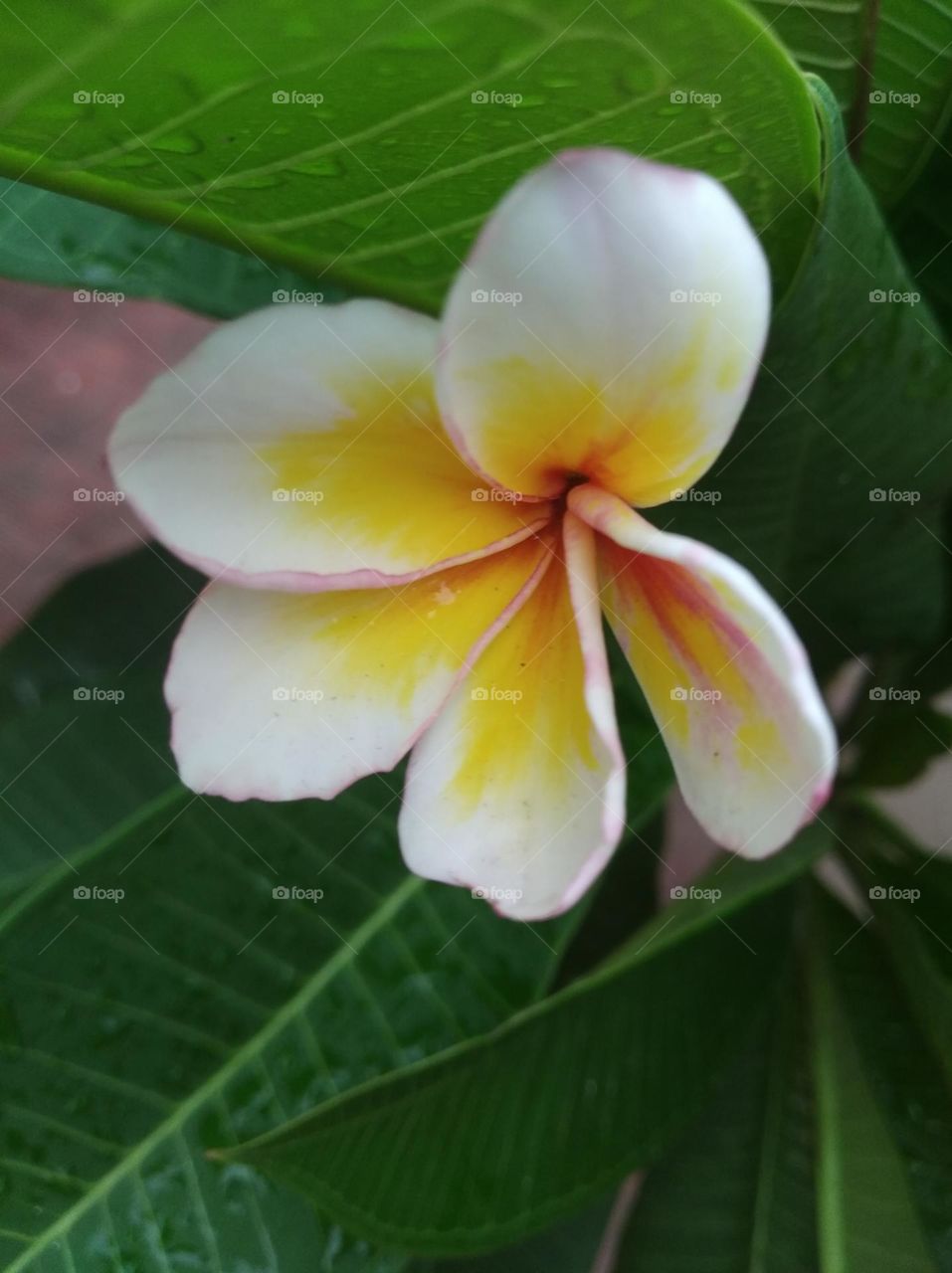 white and yellow flower seasonal fresh shurb small size looks very beautiful generally found everywhere