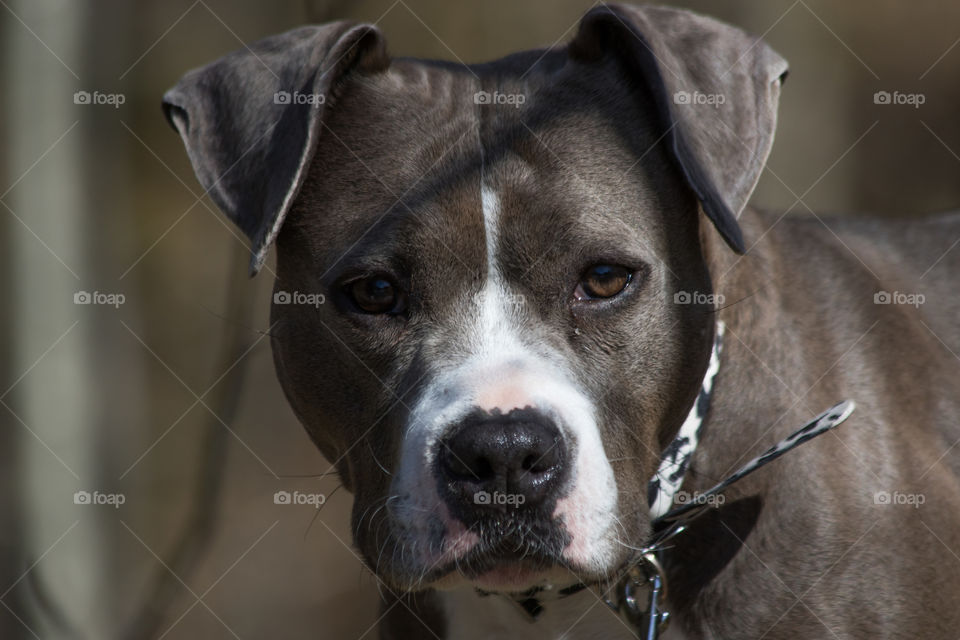 Portrait of beautiful American Staffordshire terrier dog - porträtt vacker Amstaff hund närbild