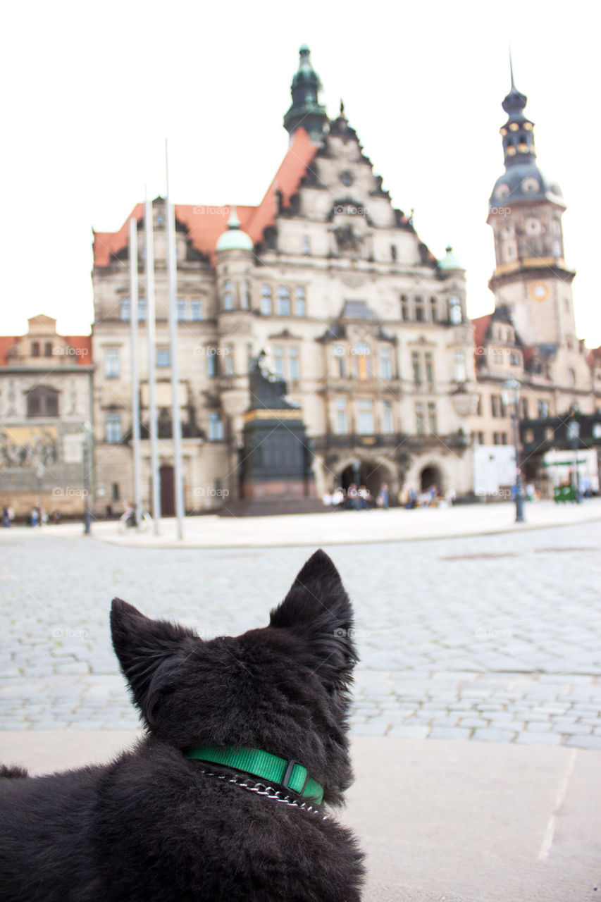 Dog profile in Dresden