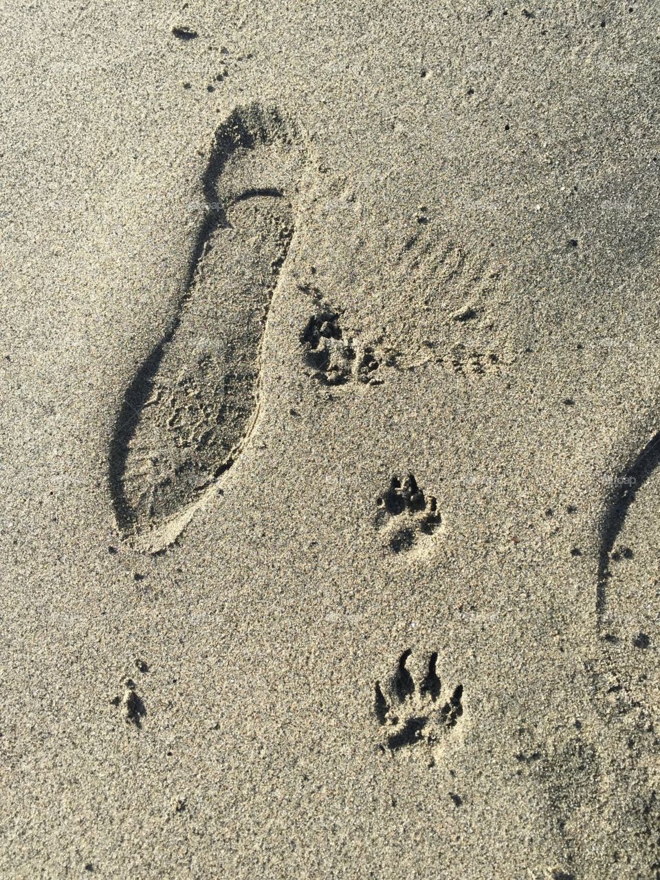Incontro umano - cane sulla spiaggia di Ostia 