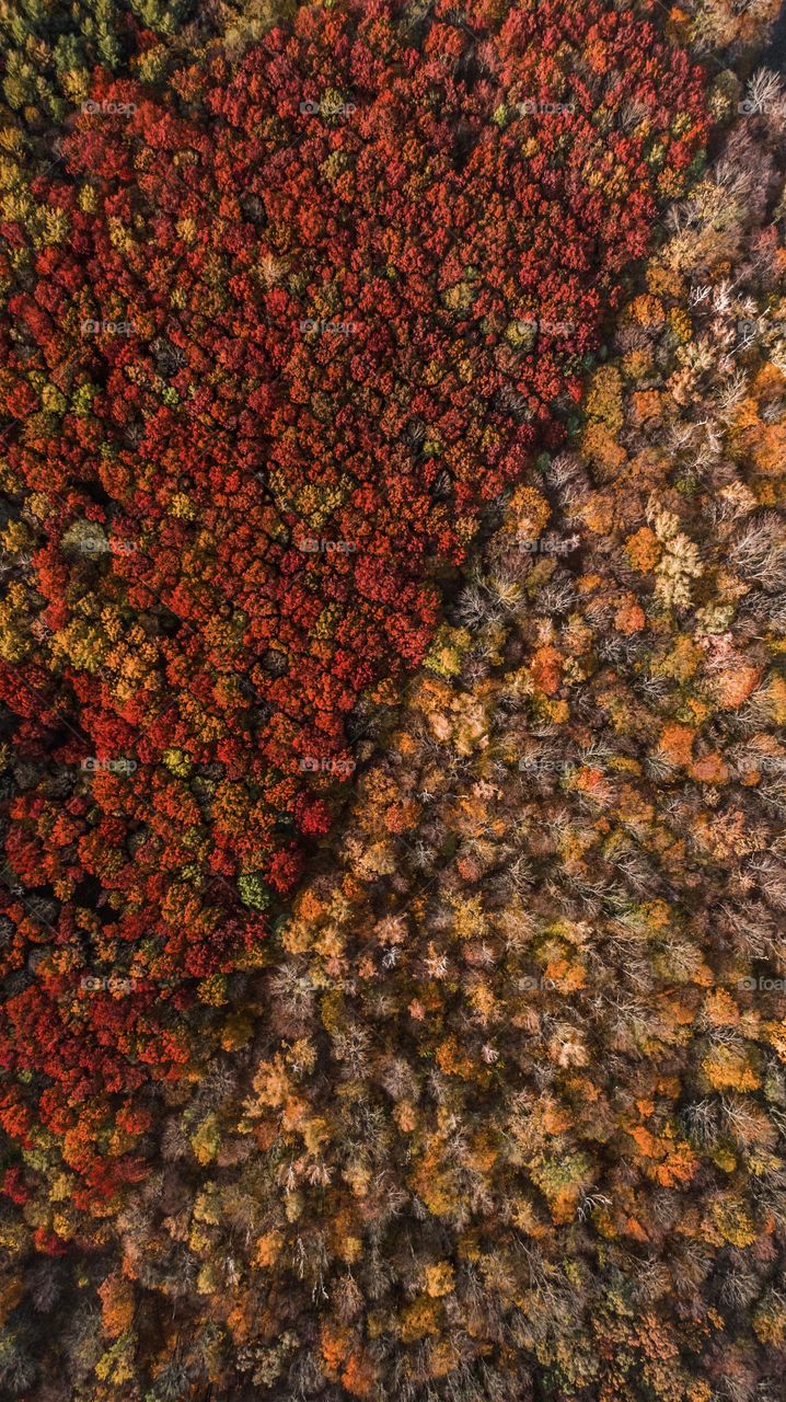 Autumn forest. Natural pattern 