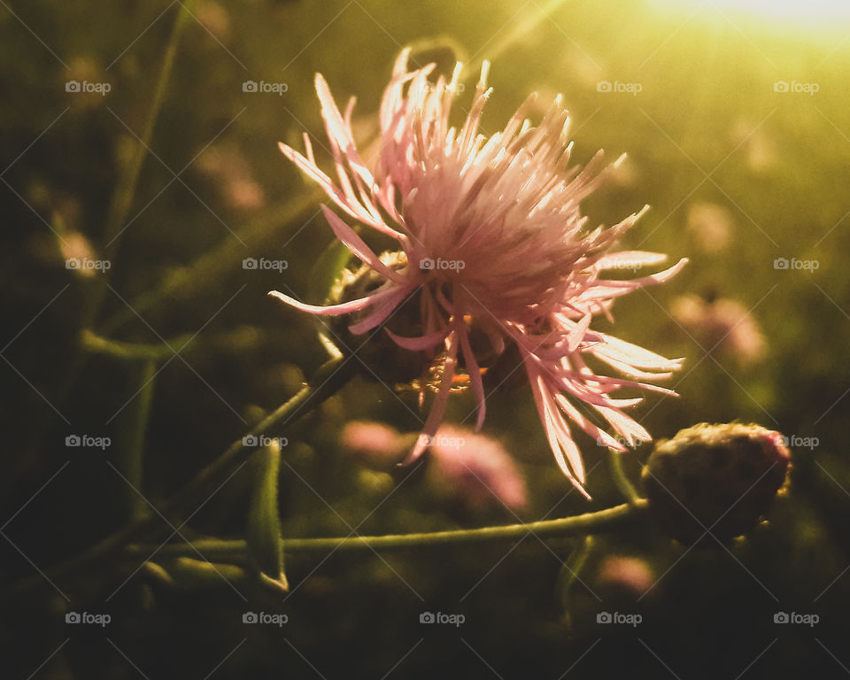 Wildflower illuminated by the sun set
