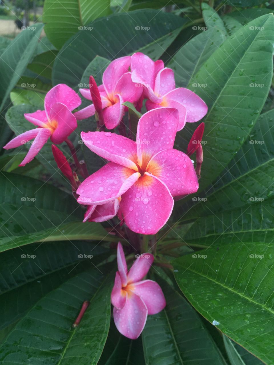 Pink flower with drops