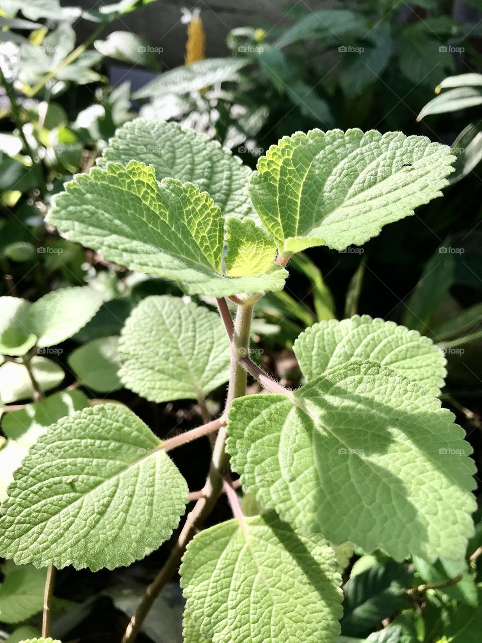 Mexican Mint (Coleus amboinicus)