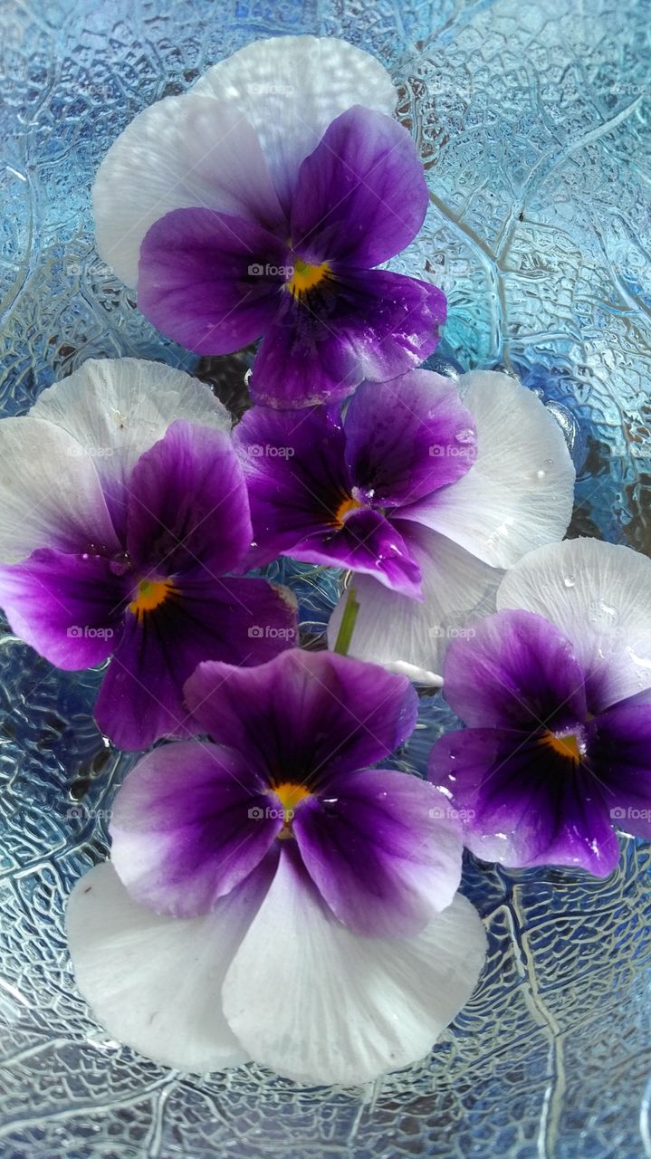 Pansies in water.