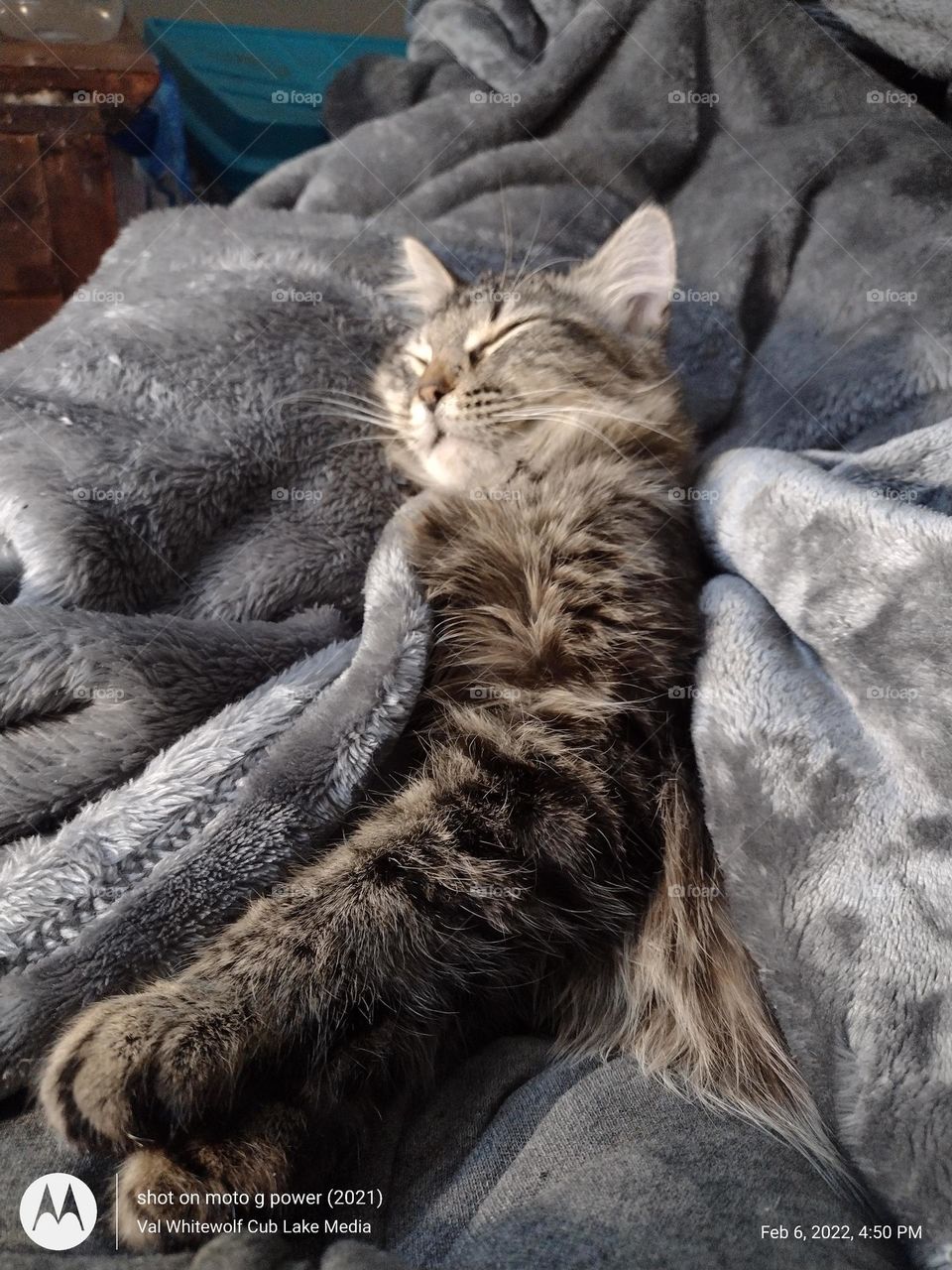 Schnuggler a seven month kitten rests