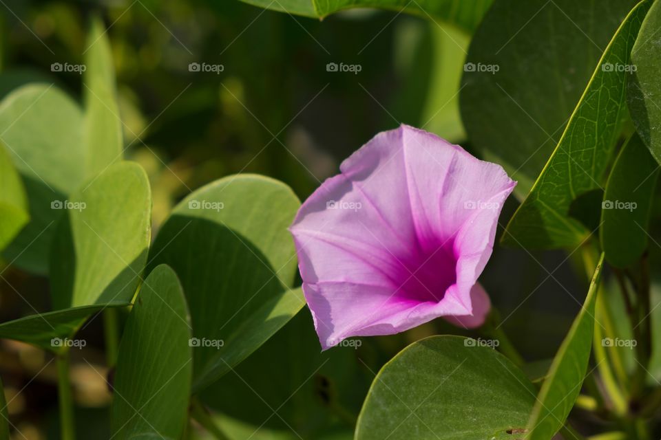 Beautiful velvet flower in wild