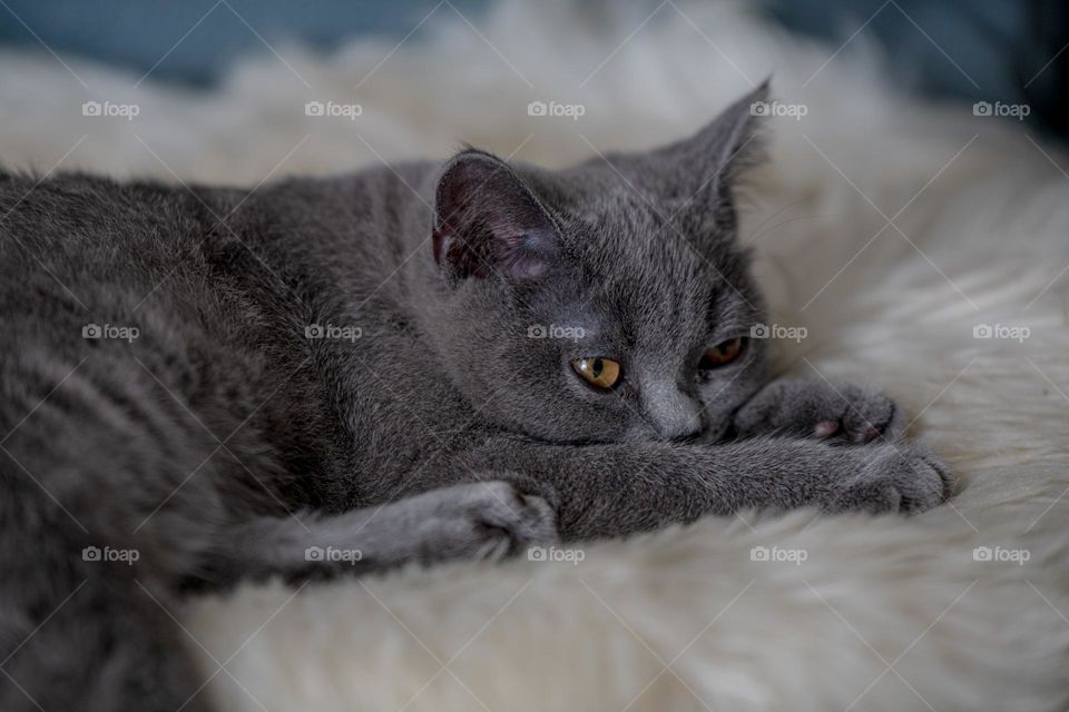 mlody brytyjski kot krotkowlosy