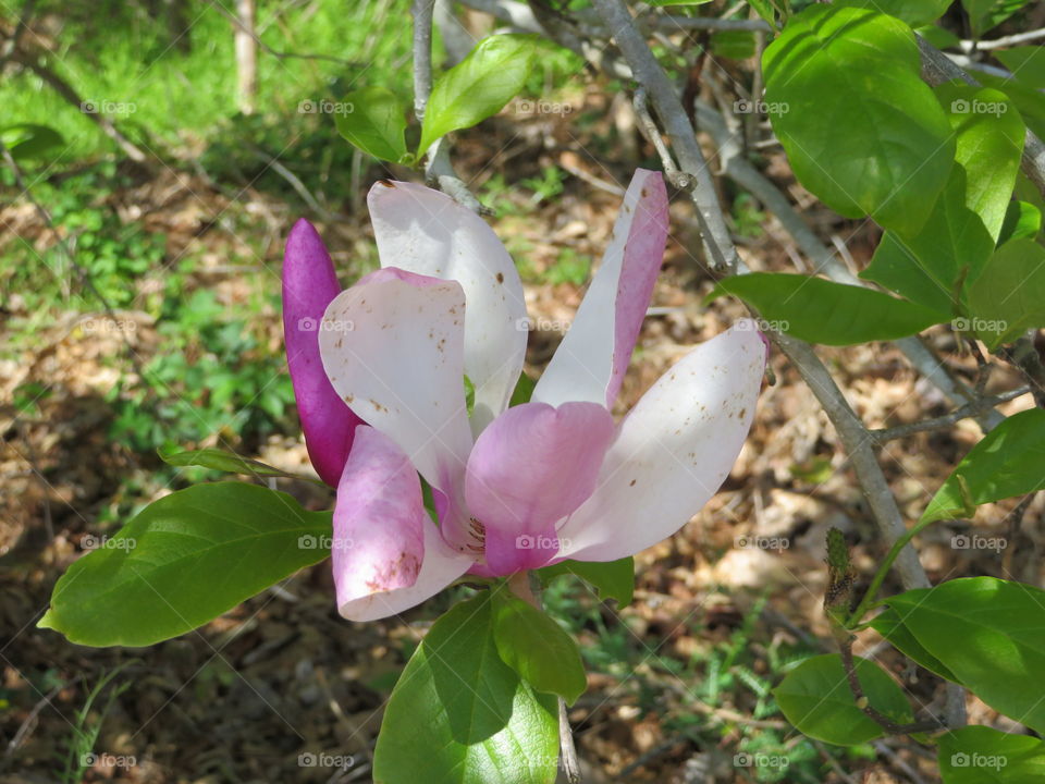 Wild magnolia