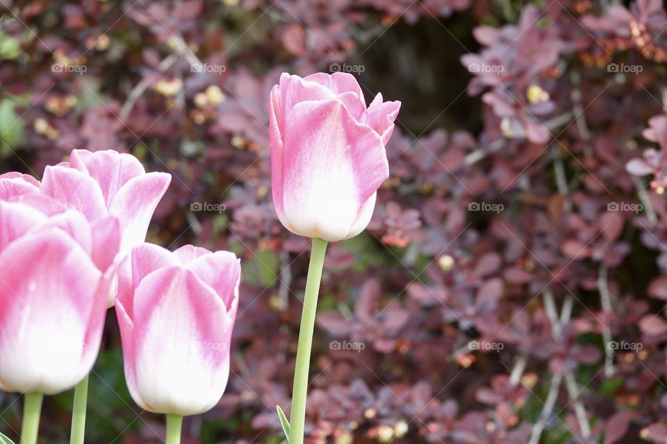 Detail of flowering pink and white tulips of the Dynasty variety. Beautifully blooming flowers, spring concept.