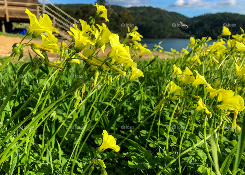 A bee in flight approaches a throng of yellow Bermuda buttercups next to the river - February 2020 in Portugal