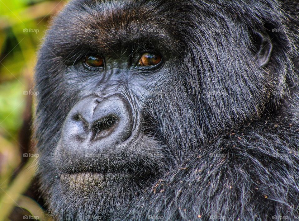 Gorillas in my midst. This is a silverback mountain gorilla in the Rwandan Parc des Volcanes.