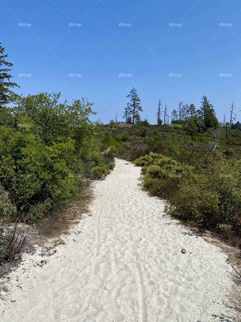 Sandy trail at Henry Cowell Redwoods State Park in Felton California 