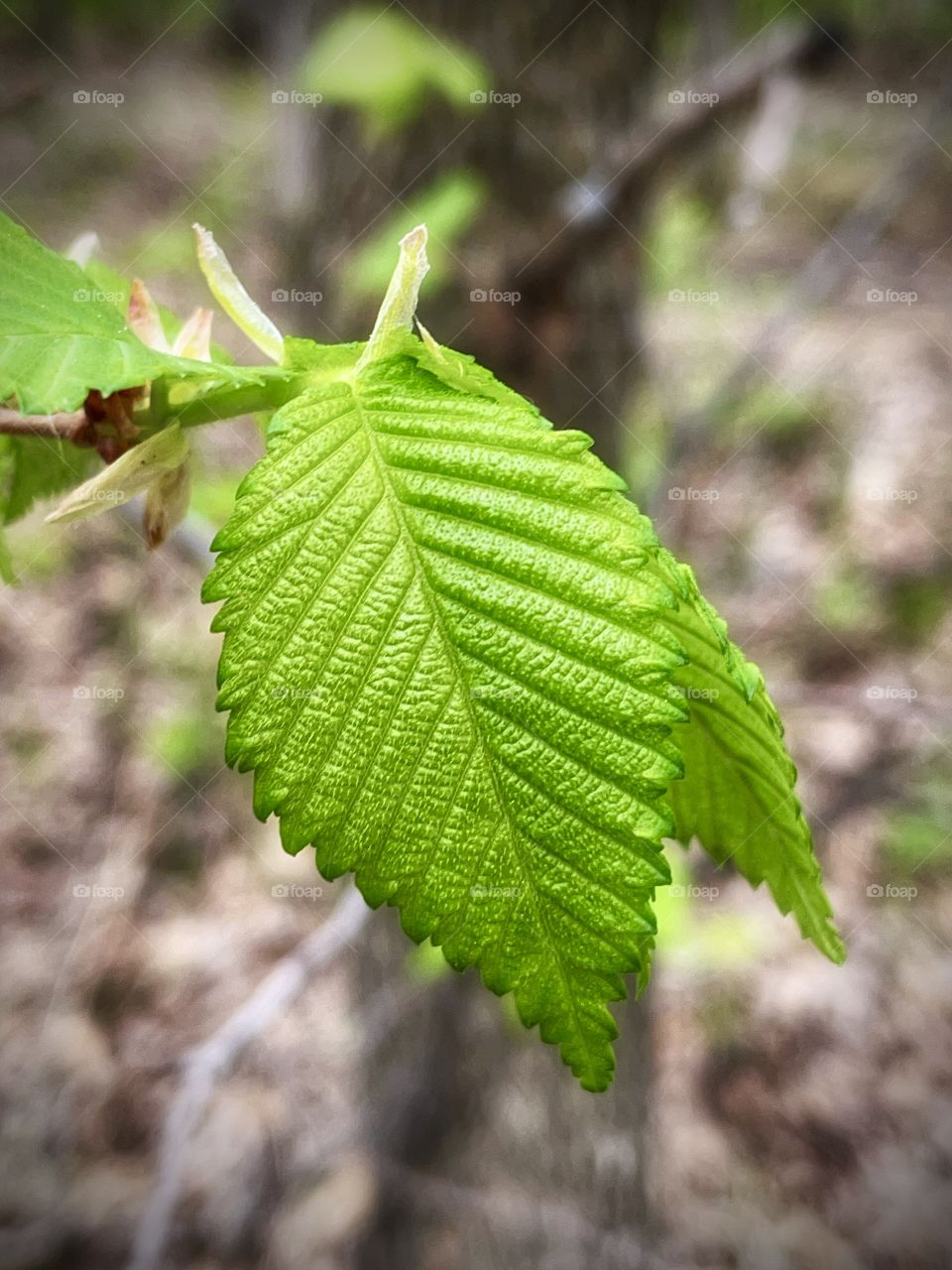 Elm leaf 