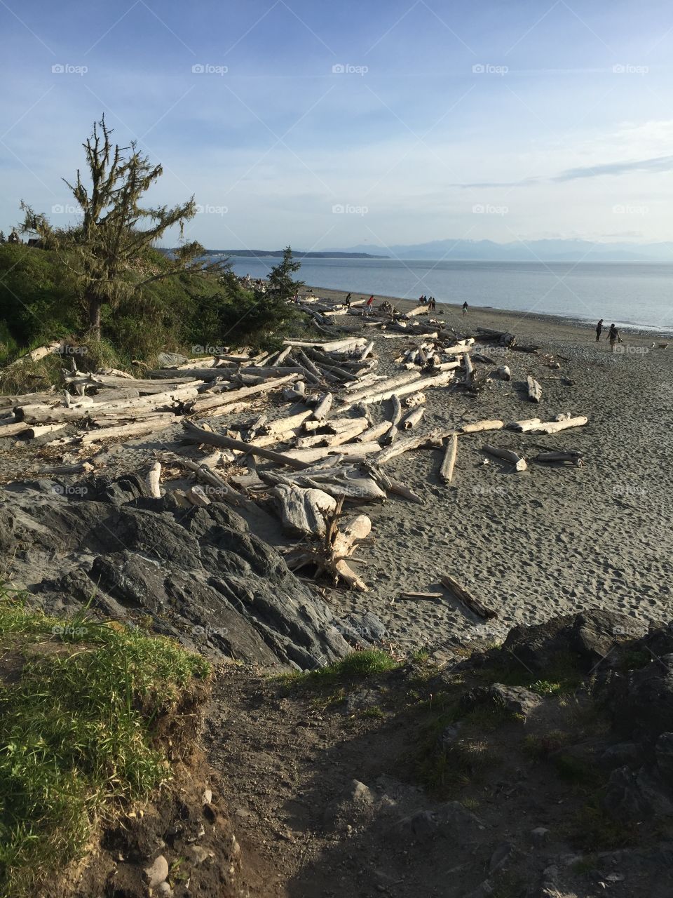 Northwest beach driftwood