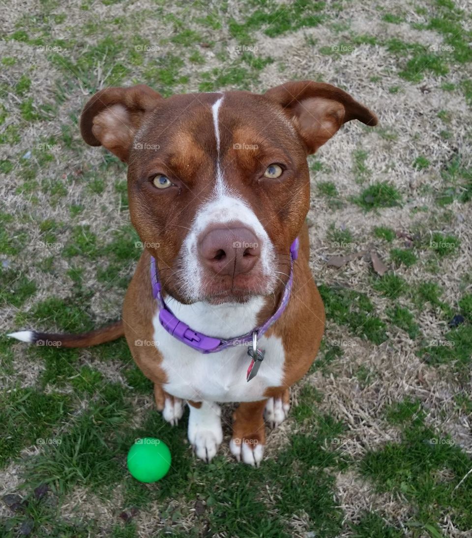 Dog with Ball