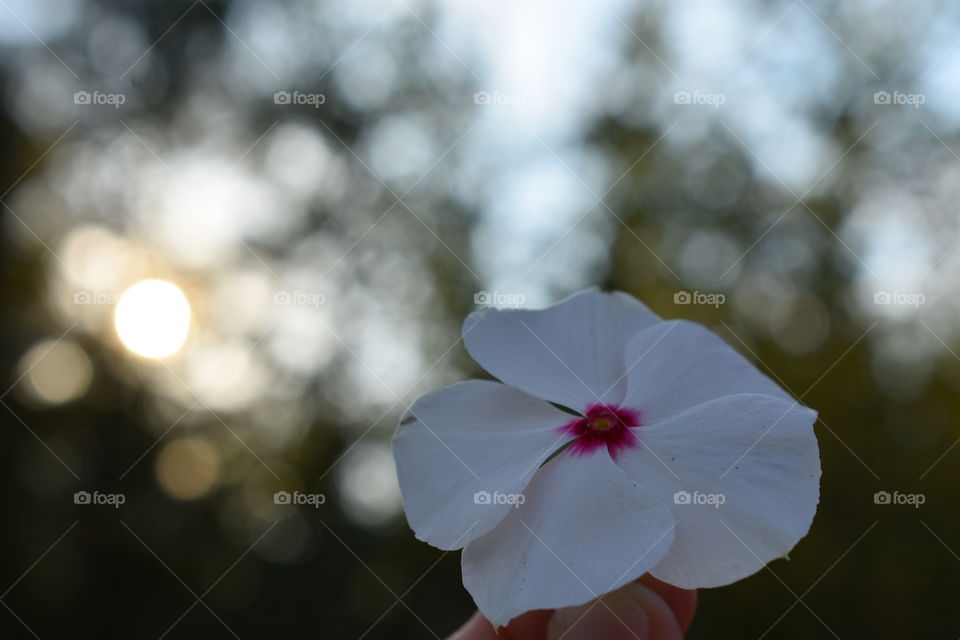Beautiful pink and white flower at sunset.