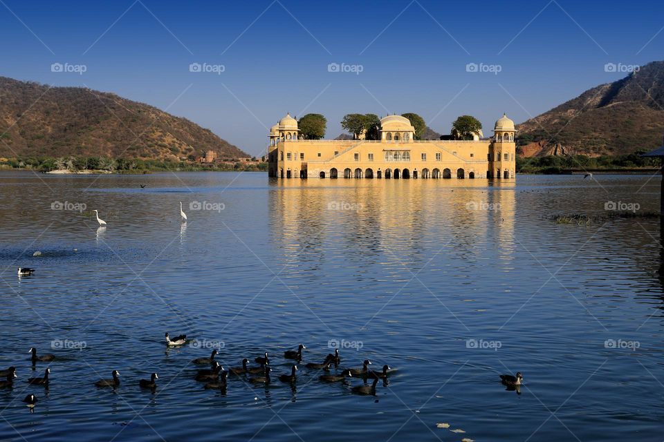 birds, jal mahal, Rajasthan, India