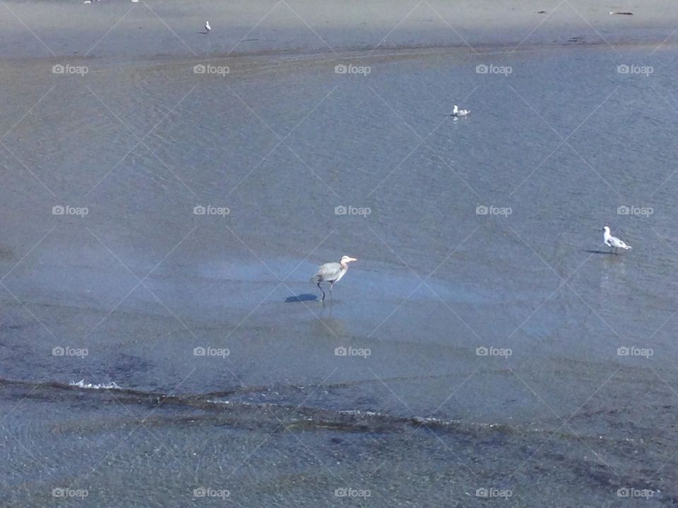 A Blue Heron on the Ocean 
