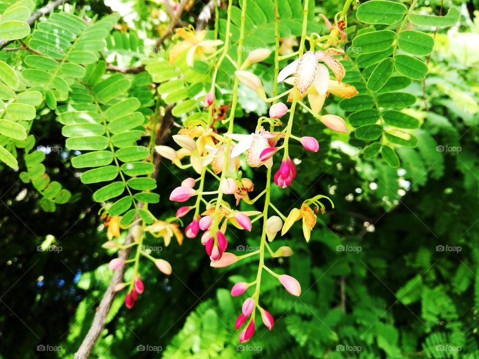 this autumn session very very clear saturated. eyes looks like a over exposure very beautiful autumn