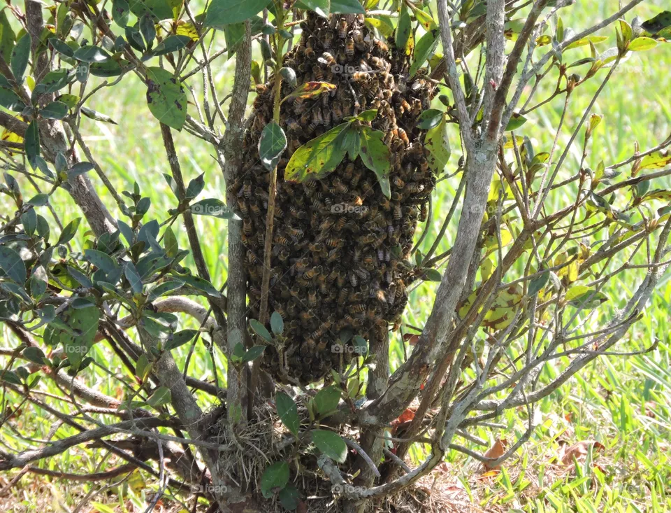 Bee hive